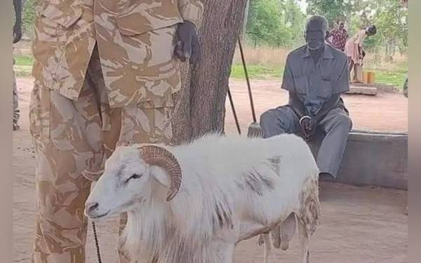 Kambing biri-biri jantan tersebut dikatakan menyerang dan menanduk mangsa beberapa kali. - Foto Agensi