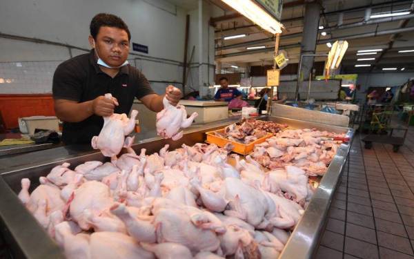 Peniaga Rashid Taha menunjukkan ayam yang dijualnya di Pasar Besar Kota Kinabalu, pada Khamis. Bekalan ayam di pasaraya itu setakat ini mencukupi. - Foto Bernama
