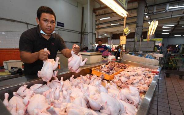 Peniaga Rashid Taha menunjukkan ayam yang dijualnya di Pasar Besar Kota Kinabalu hari ini. Foto Bernama