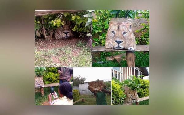 Beg beli-belah yang disangka seekor singa oleh seorang pekerja ladang dalam kejadian di Kampung Kinyana yang terletak hanya satu kilometer dari Taman Negara Gunung Kenya. 