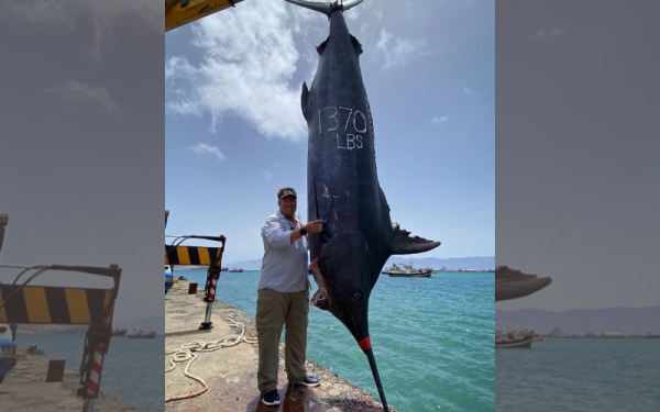 Ikan marlin biru gergasi berjaya ditangkap di Kepulauan Cape Verdes, Afrika baru-baru ini. - Foto instagram.com/pulsatorlures