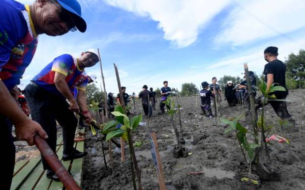 Menteri Tenaga dan Sumber Asli Datuk Seri Takiyuddin Hassan (dua, kiri) menanam pokok bakau bersama sukarelawan dari Universiti Malaysia Perlis (UniMAP) dan Universiti Teknologi MARA (UiTM) pada Program Kembara Hijau bersama Himpunan Outdoorians Malaysia sempena Kempen Penghijauan Malaysia dan Sambutan Hari Hutan Antarabangsa Peringkat Negeri Perlis 2022 di Kompleks Basikal Lasak, Sungai Batu Pahat, pada Ahad. - Foto Bernama
