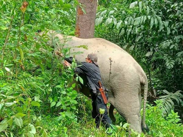 Seekor gajah liar berjaya ditangkap oleh Perhilitan Kelantan selepas bertindak agresif di Kampung Sam, Kuala Krai pada Sabtu. Foto: Ihsan pembaca