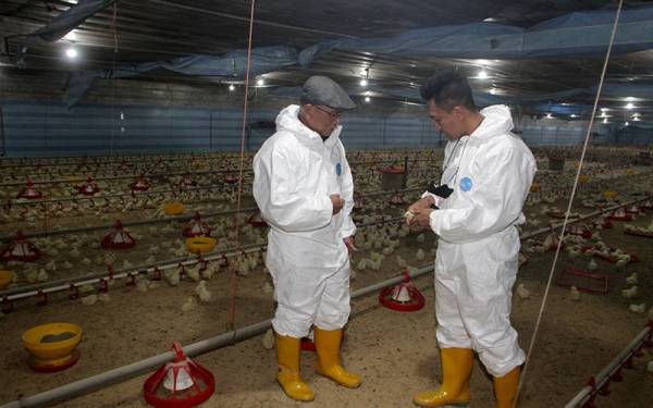 Ronald (kiri) ketika meninjau pengoperasian ternakan ayam di Dindings Poultry Development Centre Sdn Bhd (DPDC) di Segari sempena lawatan kerja ke Perak pada Selasa.