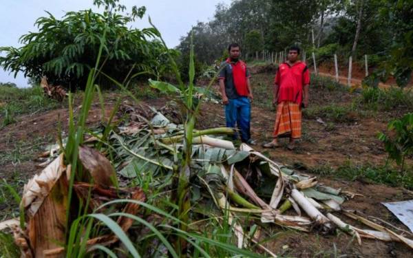 Mohd Ridzuman (kiri) bersama Mohd Rosmizi melihat sebahagian tanaman pokok pisang yang musnah diserang gajah liar ketika tinjauan di Kampung Tok Uban pada Khamis. - Foto Bernama