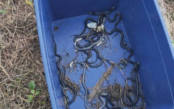 Puluhan ular tedung ditemui di kawasan timbunan kayu lama di kebun kelapa sawit di Parit Serong Tanjong Karang di sini pada Khamis.