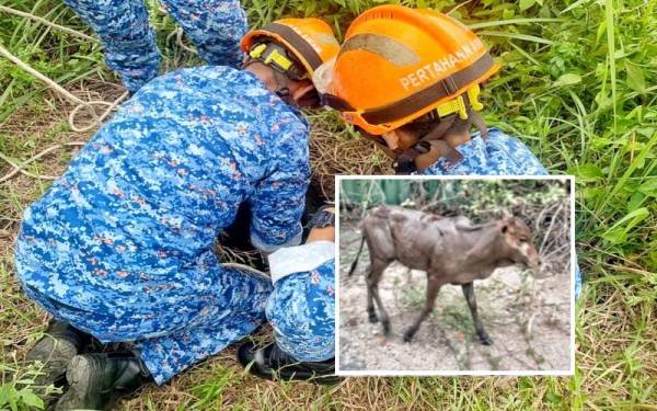 Tiga anggota APM Alor Gajah sedang melakukan kerja-kerja menyelamat anak lembu yang terjatuh ke dalam lubang air bertakung di Kampung Kelemak petang Khamis. (Gambar kecil: Anak lembu berusia setahun lebih berjaya diselamatkan.)