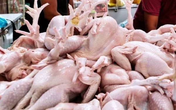 Kerajaan negeri Johor menjangkakan bekalan ayam di Johor pulih dalam tempoh dua minggu lagi. - Gambar hiasan