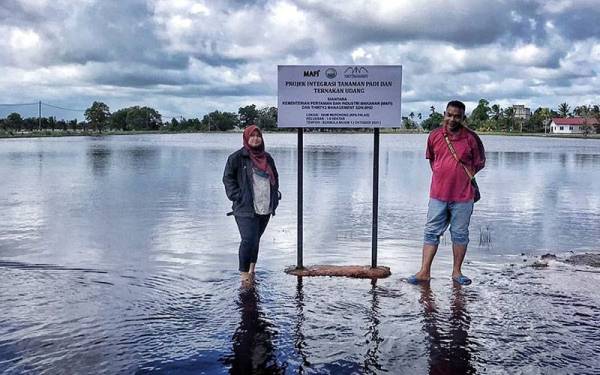 Kawasan penanaman padi di Merchong yang ditenggelami banjir pada awal tahun ini. Foto: ihsan IADA Pekan