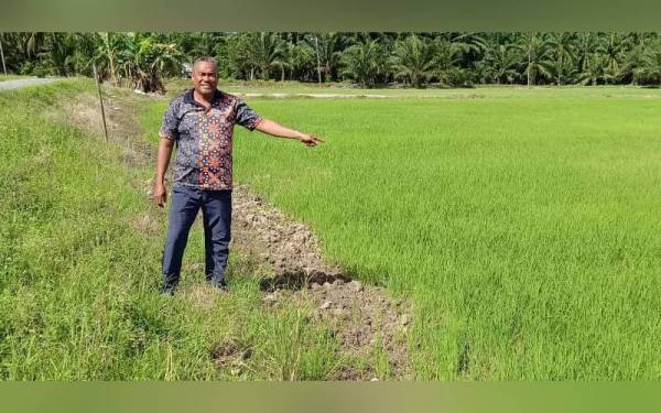 Siap menunjukkan petak sawah yang telah digenangi air selepas daerah itu menerima hujan sejak Jumaat.