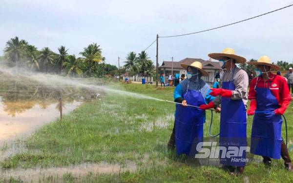 Rohani (kiri) bersama ADUN Jelawat, Abdul Azziz Kadir (tengah) menyembur kapur cecair di sawah padi di Alor Ganu, Bachok.FOTO: SINAR HARIAN