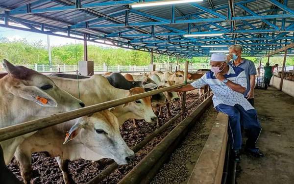 Zainol Abidin sedang memberi makan kepada lembu yang diternak di ladangnya di Jalan Sintok, Kedah.