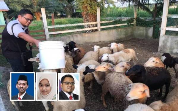 Muhamad Fathullah memberi makan kambing biri-biri di ladang ternakan di Kapar, Klang. Gambar kecil dari kiri: Zawawi, Rabiatul Adawiyyah,Muhamad Fathullah