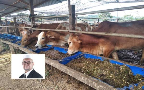 Bekalan ternakan lembu dan kerbau tempatan bagi tujuan ibadah korban di Perak dijangka berkurang sehingga 1,300 ekor tahun ini.Foto kecil: Razman