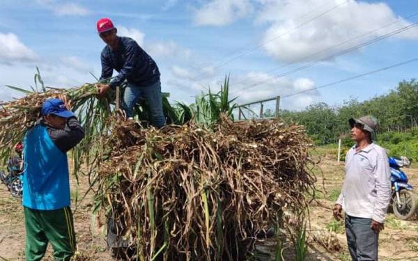 Mohd Ismail membantu mengangkat rumput napier ke sebuah kenderaan pelanggannya di Kampung Lahar, Mukim Malau.