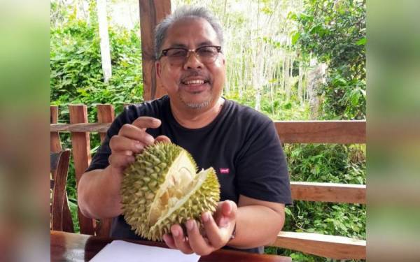 Abd Ghani menunjukkan durian yang mampu menjadi salah satu produk pelancongan di daerah Padang Terap ketika ditemui di AMD Resort, Perik, dekat sini pada petang Jumaat.