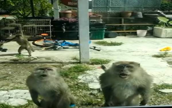 Tangkap layar menunjukkan kumpulan kera menceroboh rumah penduduk di Taman Sirambai di sini.