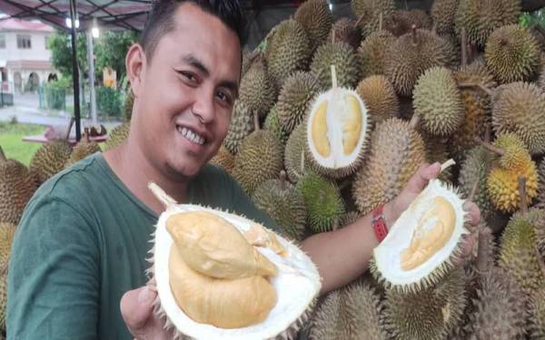 Sekitar lebih 1.5 tan buah durian perlu disediakan oleh Mohd Al Azzahari bagi memenuhi permintaan peminat buah tersebut di gerainya di Jalan Langgar, Alor Setar.