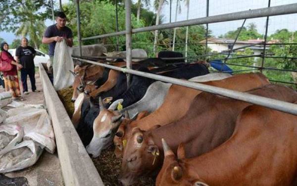 Umat Islam di Terengganu dibenarkan melakukan ibadah korban dan akikah sempena Hari Raya Aidiladha pada tahun ini di pekarangan rumah, masjid atau surau. - Foto hiasan 