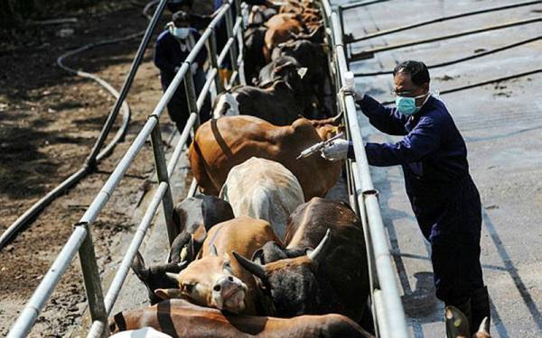 Bahagian Kuching, Serian, Sri Aman, Miri dan Limbang kini diisytihar sebagai kawasan kawalan penyakit kuku dan mulut (FMD). Foto Bernama.