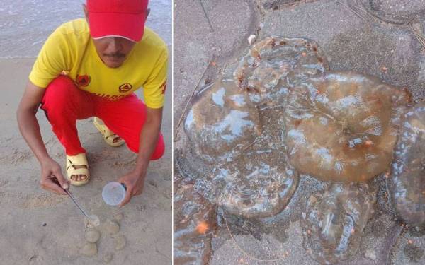 Anggota Pasukan Penyelamat Pantai APM Pasir Puteh menunjukkan spesis obor-obor merah (Sea nettle jellyfish) yang terdampar di Pantai Tok Bali, Pasir Puteh