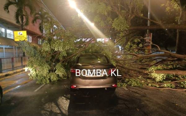 Seorang pemandu terselamat walaupun kereta dinaikinya dihempap sebatang pokok. - Foto bomba