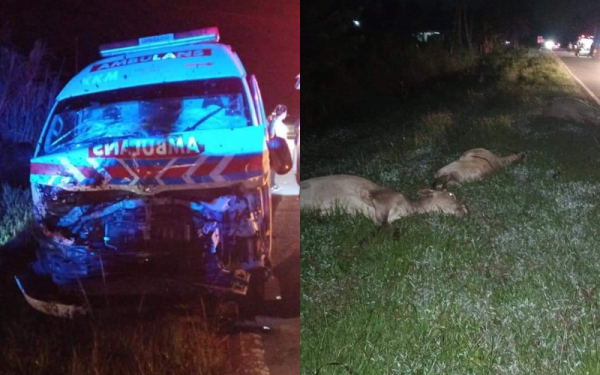 Keadaan lembu dan ambulan selepas terlibat kemalangan di Jalan Kota Belud-Kota Marudu awal pagi Jumaat.