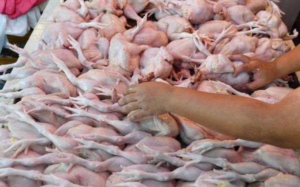 Simpanan stok pertama bekalan ayam bulat sebanyak 21 tan metrik dijangka tiba pada Sabtu. (Gambar hiasan) - Foto Bernama