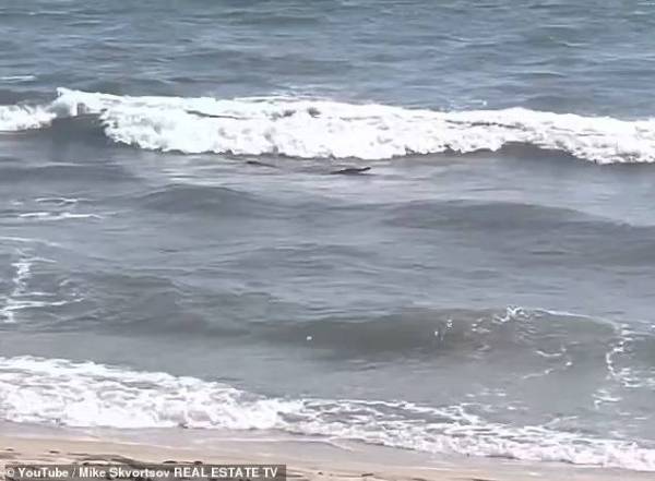 Buaya yang mengganggu para pengunjung sebuah pantai di barat Mexico baru-baru ini. - Foto YouTube/Mike Skvortsov Real Estate TV
