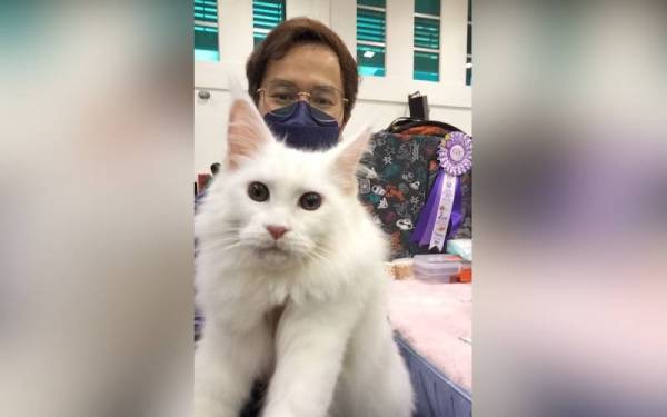 Muhammad Izzat berbangga menjadi pendandan kucing walaupun mempunyai kelulusan dalam bidang kejuruteraan elektrik.