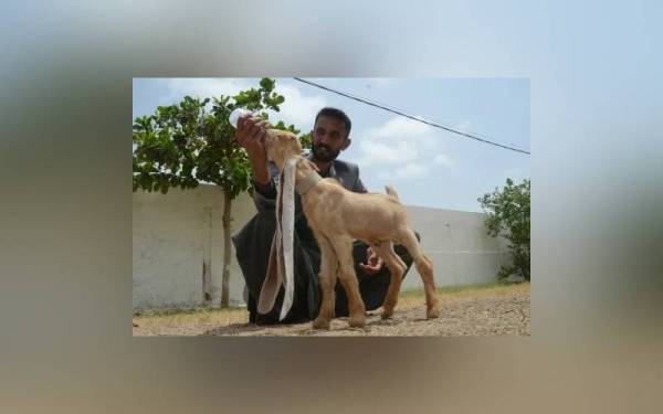 Seekor anak kambing memiliki telinga paling panjang di Pakistan. - Foto Yousuf Khan/Anadolu Agency /Getty Images