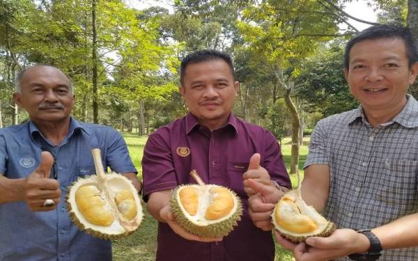 Dari kiri Ramli, Azman dan Seng Khoon menunjukkan durian jenis D216 J Sparrow dan D217 Jerai.