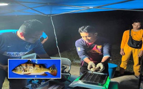 Aktiviti menangkap ikan asing dilakukan di Tasik Telabak, di Besut. (Gambar kecil): Antara ikan asing spesies peacock bass yang berjaya ditangkap.