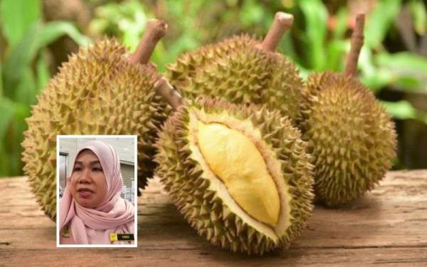 Pengeluaran buah durian di Perak menurun 50 peratus musim ini. Gambar kecil: Norsiyenti