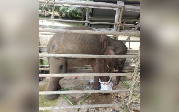 Anak gajah betina yang dipotong kaki kanannya akibat kecederaan parah yang dialami selepas terkena jerat di Tungku, Lahad Datu.