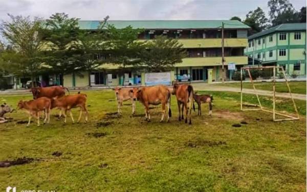 Beberapa ekor lembu dilihat berkeliaran di kawasan Maahad Tahfiz Al-Istiqamah (MTIS) Temerloh di Kampung Padang Lalang.