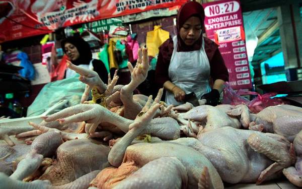 MAFI akan mengadakan satu mesyuarat khas bagi membincangkan isu berkaitan bekalan dan harga siling baharu ayam di pasaran, esok. -Foto Bernama