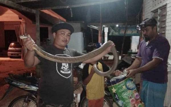 Hamdan (kiri) menunjukkan ular tedung selar sepanjang 3.4 meter yang berjaya ditangkap di Kampung Chatel, Lata Rek, Kuala Krai pada Jumaat.