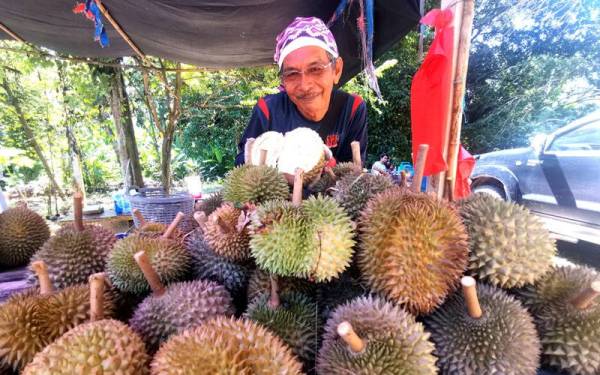 Mohd Zain menunjukkan durian susu yang dijual di gerainya di Kampung Rawa, Lenggeng pada Isnin.