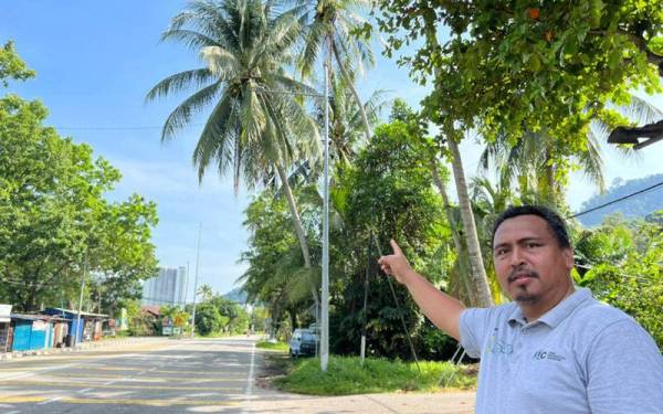 Azrul menunjukkan pokok kelapa yang membahayakan pengguna jalan raya di Jalan Teluk Kumbar pada Isnin.