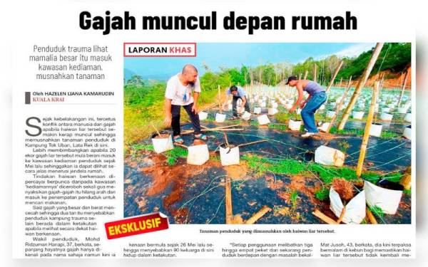 Laporan Sinar Harian mengenai gajah yang semakin kerap muncul sehingga memusnahkan tanaman penduduk di Kampung Tok Uban, Lata Rek di sini.