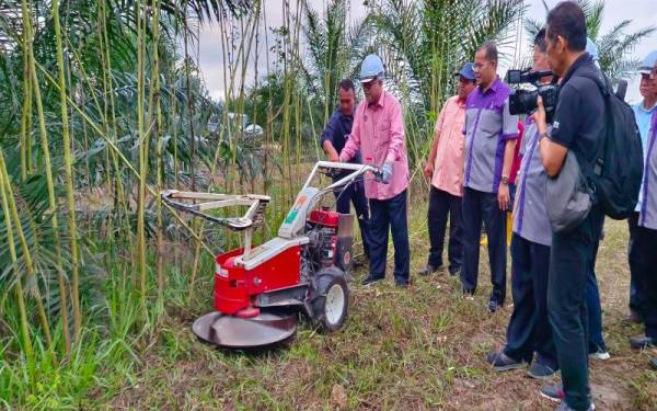 Razman mencuba menuai kenaf yang ditanam di Ladang Intergrasi Lambor di Parit.