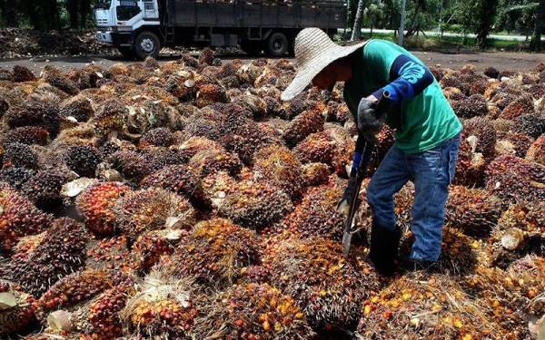 Tindakan segelintir pengilang yang memberhentikan operasi itu akan mengganggu stok sedia ada dan memberi kesan negatif kepada pekebun. - Gambar hiasan