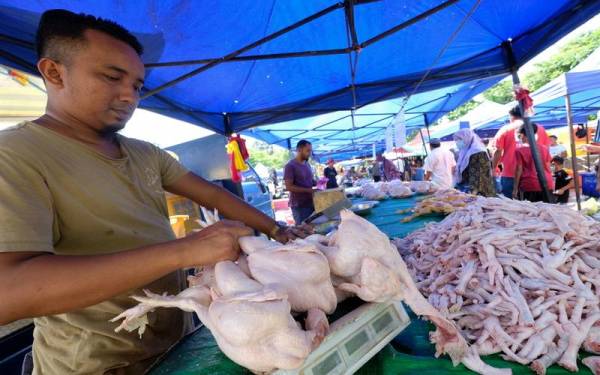 Kebanyakan peniaga menjual ayam mengikut harga syiling RM9.40 yang ditetapkan ketika tinjauan harga syiling ayam dekat Pasar Pagi Kupang. -Foto Bernama