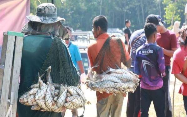 Ikan yang berjaya ditangkap peserta pada Pesta Menjala Ikan Air Tawar Memburu Si Baduk, di Estet Ikan Kuala Wau, Maran pada Sabtu. - Foto Jabatan Perikanan