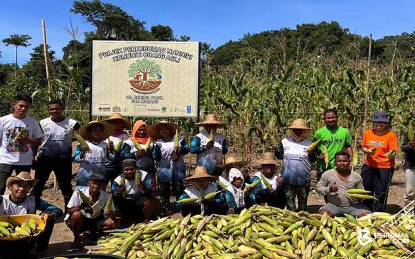 Tanaman jagung yang diusahakan oleh 47 penduduk kampung sejak tiga bulan lepas telah sedia untuk dituai. - Foto Bernama