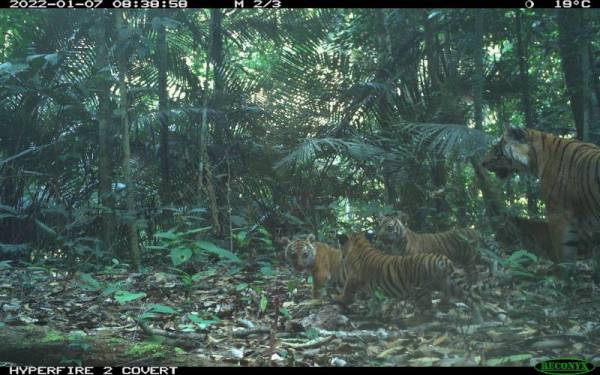 Penemuan terbaharu empat ekor anak harimau Malaya yang dirakam perangkap kamera pada awal tahun ini memberi harapan baharu terhadap usaha menyelamat spesies berkenaan.