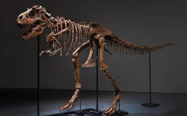 Rangka dinosaur Gorgosaurus dilelong sehingga RM35.39 juta di New York pada 28 Julai ini. - Foto Firma Sotheby&#039;s