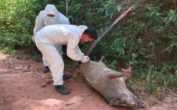 Sampel babi hutan yang mati di kawasan hutan Air Putih, Kemaman diambil bagi mengenalpasti punca kematian. - Foto ihsan JPV Terengganu