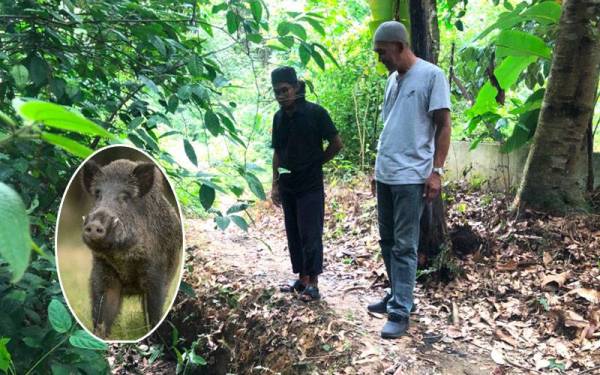 Cucu mangsa, Mohamad Nizam Mohamad, 34, (kiri) menunjukkan parit tempat mangsa ditemukan.